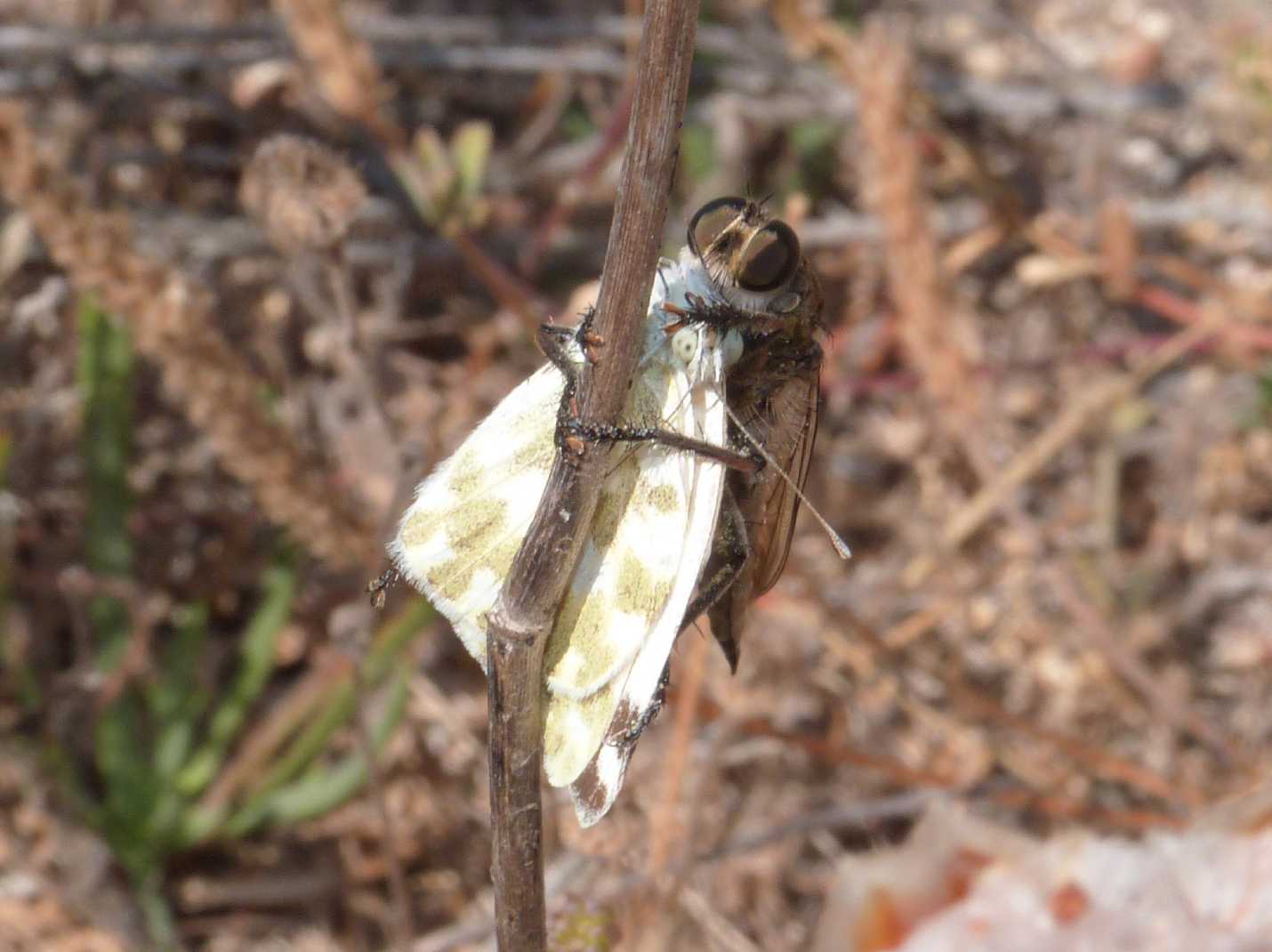 Asilidae con prede